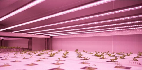 如何解決溫飽問題？荷蘭垂直農(nóng)場種蔬菜