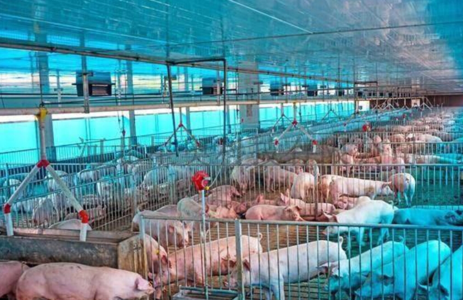 要與人造肉分庭抗禮，環(huán)保肉勢在必行